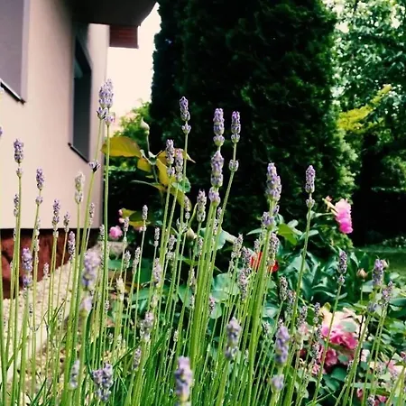 Apartmán Lavender Siófok