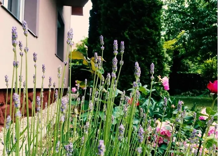 Daire Lavender Siofok